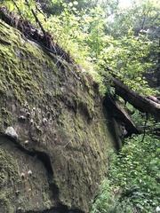 Racomitrium venustum