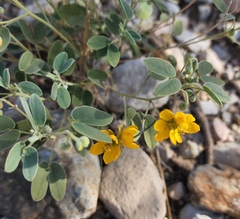 Senna bauhinioides