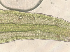 Racomitrium venustum