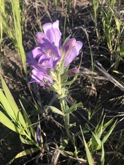 Penstemon eriantherus