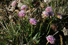 Armeria maritima sibirica