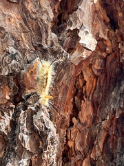 Orgyia pseudotsugata