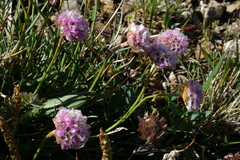 Armeria maritima sibirica