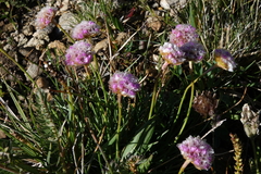 Armeria maritima sibirica