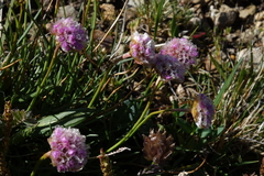 Armeria maritima sibirica