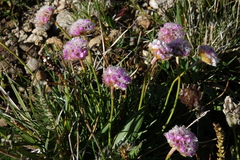 Armeria maritima sibirica