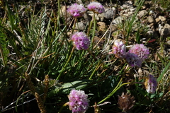 Armeria maritima sibirica