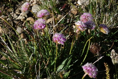 Armeria maritima sibirica