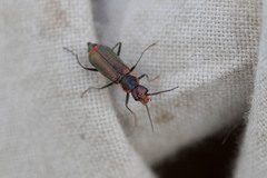 Clanoptilus marginellus