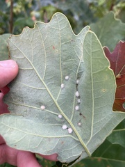 Neuroterus floccosus