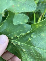 Neuroterus floccosus