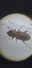 Notiophilus sylvaticus