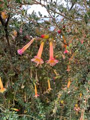 Cantua buxifolia
