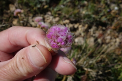 Armeria maritima sibirica