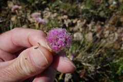 Armeria maritima sibirica