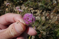 Armeria maritima sibirica