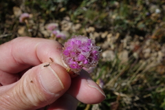Armeria maritima sibirica