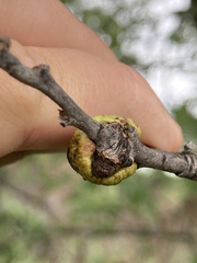 Disholcaspis bassetti