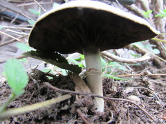 Agaricus