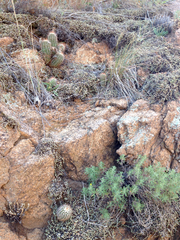 Echinocereus reichenbachii baileyi