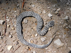 Crotalus pricei