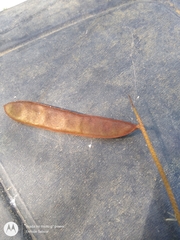 Stryphnodendron pulcherrimum