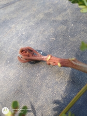 Stryphnodendron pulcherrimum