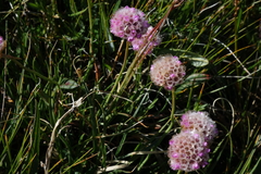Armeria maritima sibirica