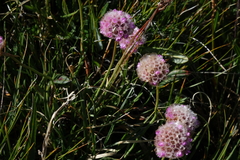 Armeria maritima sibirica