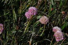 Armeria maritima sibirica