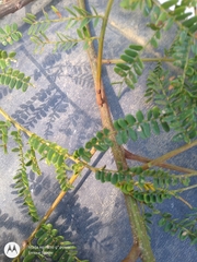 Stryphnodendron pulcherrimum