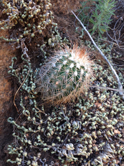 Echinocereus reichenbachii baileyi
