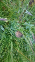Erebia pharte