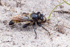 Laphria flava