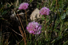 Armeria maritima sibirica