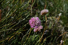 Armeria maritima sibirica