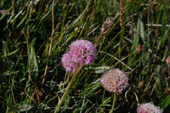 Armeria maritima sibirica