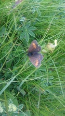 Erebia pharte