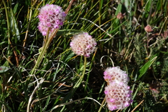 Armeria maritima sibirica