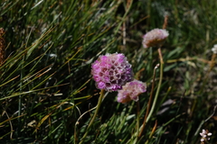 Armeria maritima sibirica