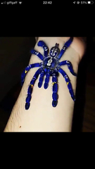 Poecilotheria