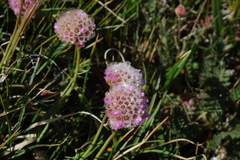Armeria maritima sibirica