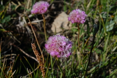 Armeria maritima sibirica