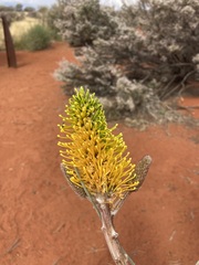 Grevillea eriostachya