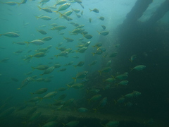 Chloroscombrus orqueta