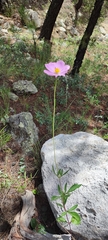 Cosmos pringlei