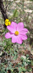 Cosmos pringlei