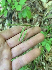 Carex debilis pubera