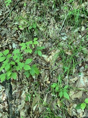 Carex debilis pubera