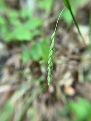 Carex debilis pubera